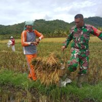 Wujudkan Ketahanan Pangan, Babinsa Kodim 1505 Tidore Dampingi Petani Panen Padi