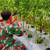 Babinsa Mapurujaya Dampingi Petani Merawat Tanaman Tomat