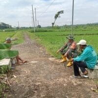 Babinsa Simo Terjun Ke Sawah Bantu Berantas Hama Keong