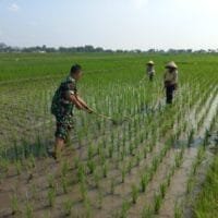 Sukseskan Swasembada Pangan Babinsa Sawit Bantu Petani Manjung