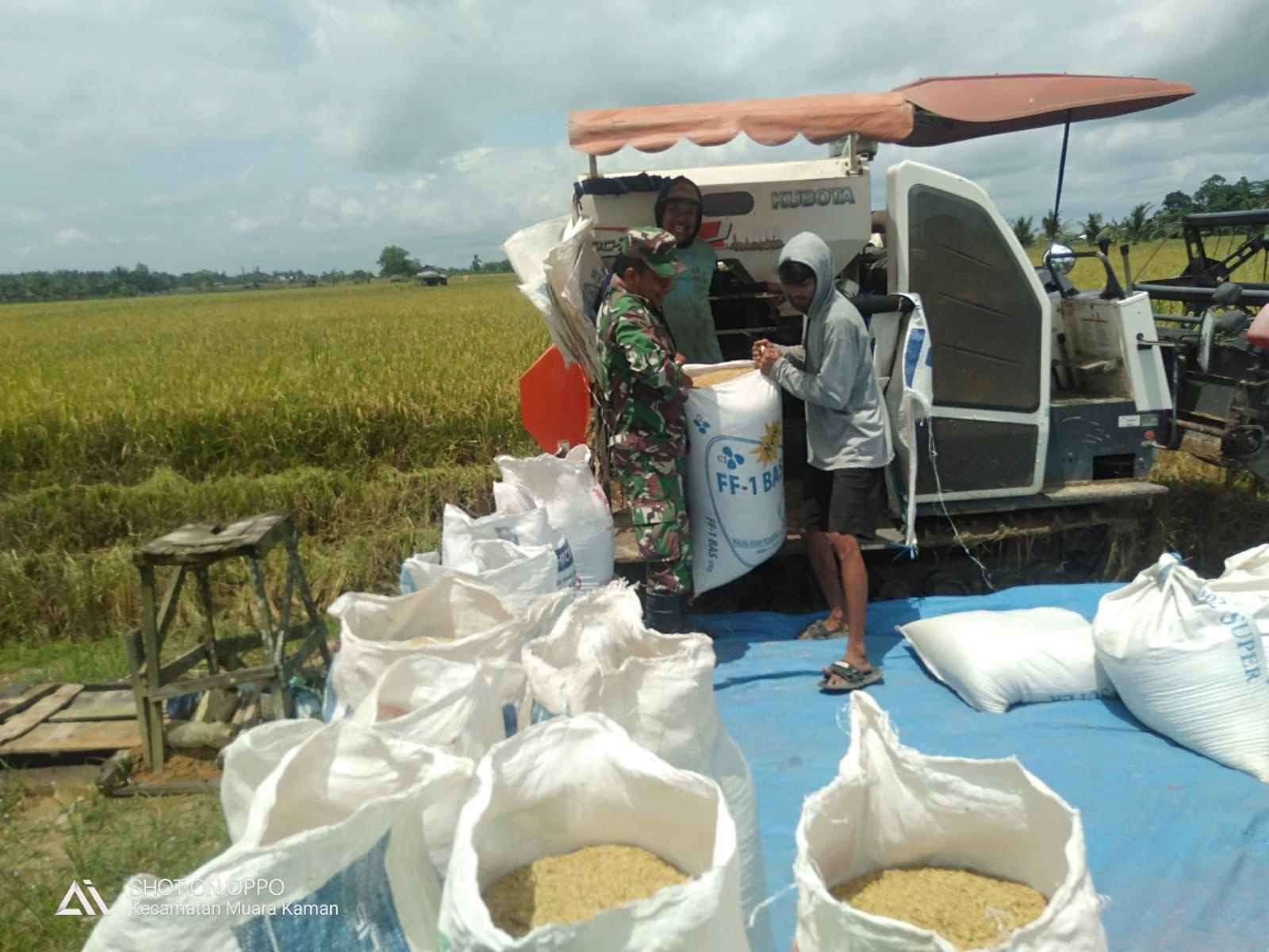 Tingkatkan Ketahanan Pangan, Babinsa Bersama Petani Lakukan Panen Padi