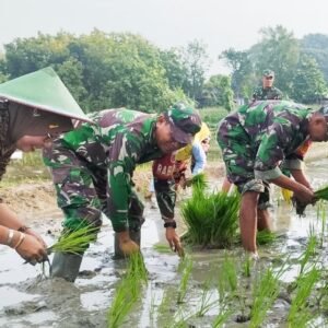 Bantu Petani Tanam Padi, Babinsa Koramil Bubulan Bojonegoro dukung Program Ketahanan Pangan