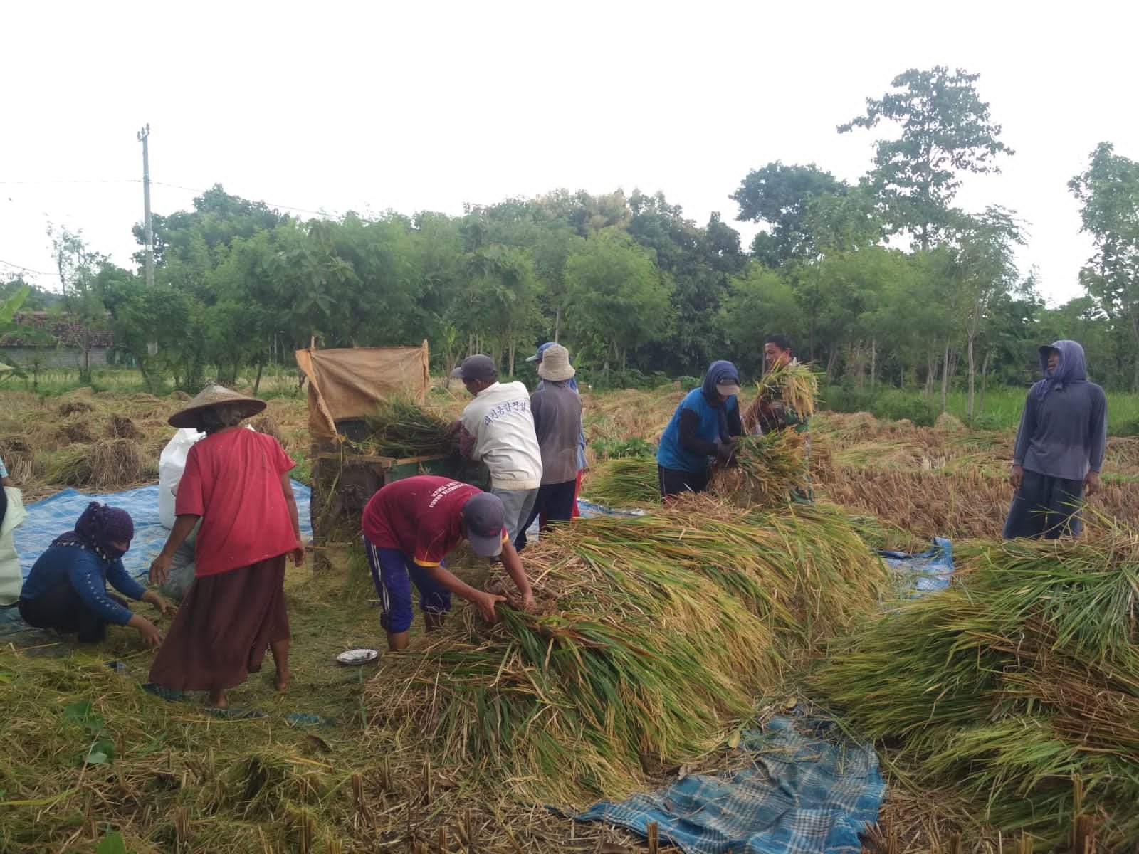 TNI Kodim 0820 Probolinggo Dampingi Petani di Wonomerto Sukseskan Gerakan Darurat Pangan