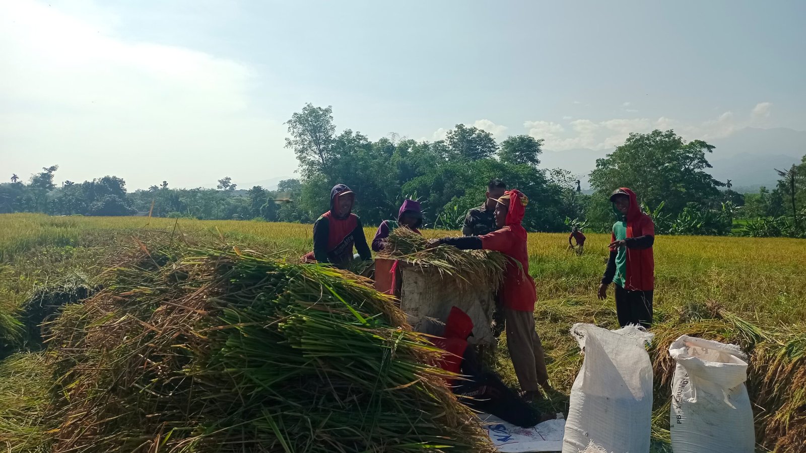 Babinsa Kodim Probolinggo Dampingi Panen Padi, Perkuat Ketahanan Pangan