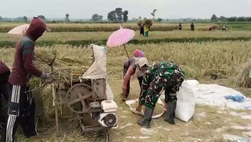 Babinsa Koramil Banyuanyar Dampingi Petani Panen Padi, Antisipasi Pangan