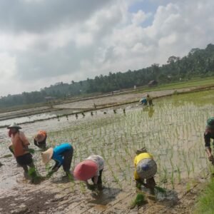 Babinsa Bersama PPL dan Petani Lakukan Penanaman Padi, Wujudkan Ketahanan Pangan Di Wilayah