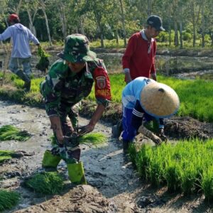 Sertu Maidi Rahman Dampingi Petani Tanam Padi, TNI Selalu Hadir di Tengah Rakyat