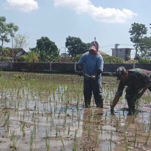 Kodim 0820 Probolinggo Dampingi Petani Antisipasi Darurat Pangan Nasional