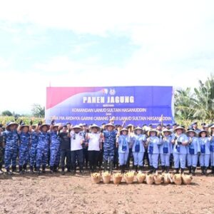 Danlanud Sultan Hasanuddin Pimpin Panen Jagung Hibrida di Lahan Binaan Lanud Seluas 53 Hektar, Dukung Ketahanan Pangan Nasional