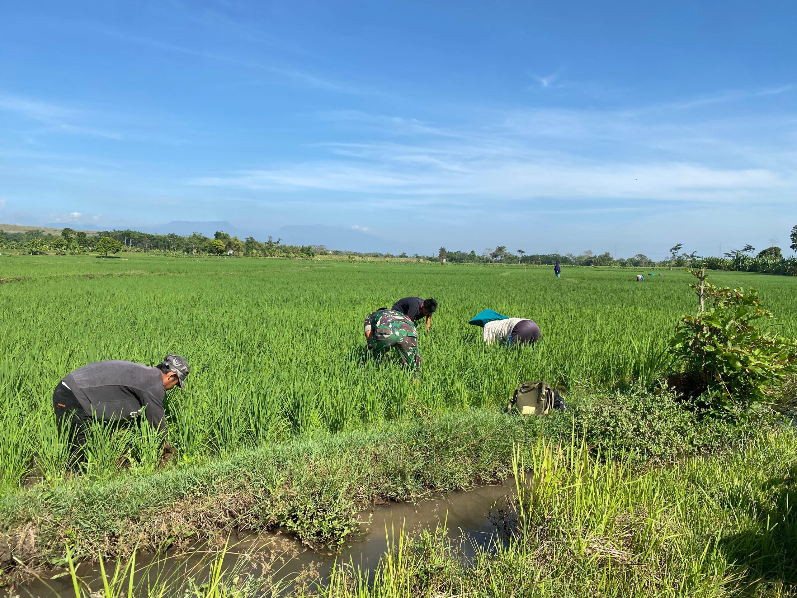 Babinsa Menyatu dengan Petani: Tumbuh Keyakinan Pangan Negeri Takkan Surut
