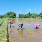 Sinergi TNI dan Petani Probolinggo Perkuat Program Swasembada Pangan RI