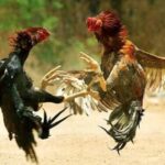 Arena Sabung Ayam di Ngronggot Diduga Kebal Hukum, Warga Minta Aparat Bertindak Tegas