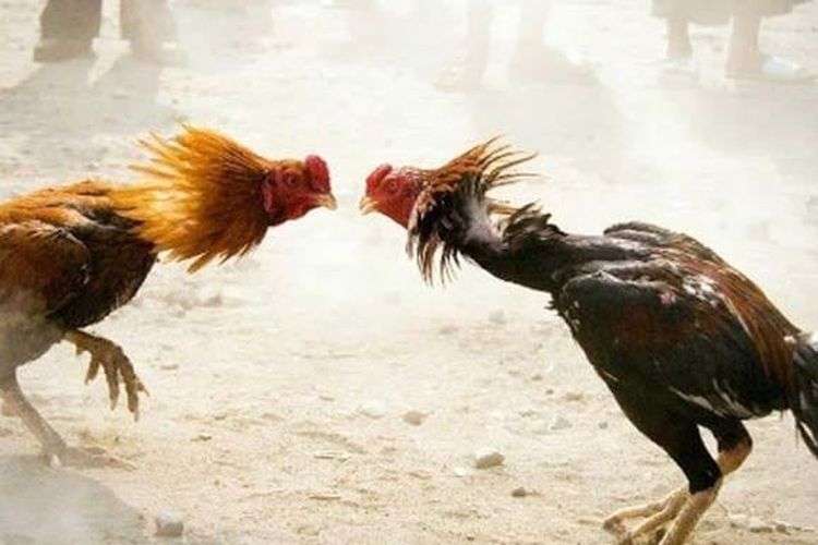 Sabung Ayam Ilegal Kembali Meresahkan Warga Banyuwangi, Penegak Hukum Diminta Bertindak Tegas