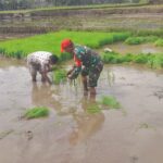 TNI dan Petani Bersinergi, Babinsa Gading Dampingi Tanam Padi Bersama