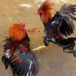 Aktivitas Sabung Ayam di Desa Bulusari Tulungagung: Perjudian Terbuka yang Diduga Dibiarkan Aparat