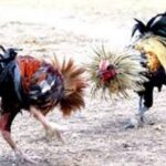 Judi Dadu dan Sabung Ayam Kembali Muncul di Kediri, Warga Khawatir Polisi Tak Bertindak