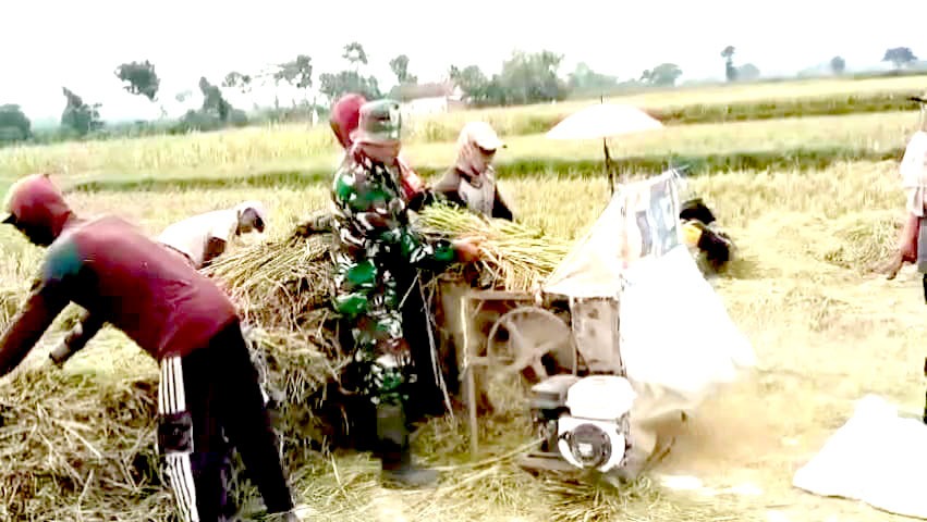 Serka Agus Budiono Turun ke Sawah, Dukung Petani Klenang Lor Saat Panen Padi