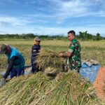 Dekat dengan Rakyat, Babinsa Banyuanyar Dampingi Petani Panen Padi di Liprak Wetan