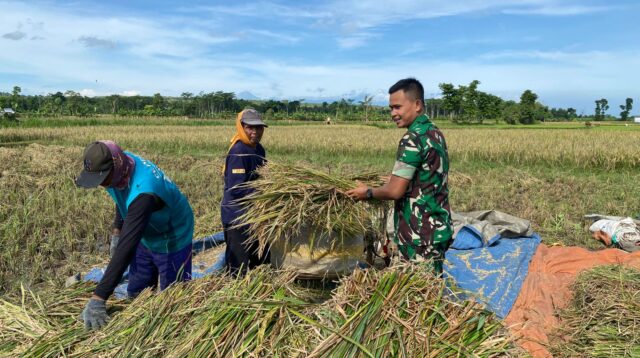 Dekat dengan Rakyat, Babinsa Banyuanyar Dampingi Petani Panen Padi di Liprak Wetan