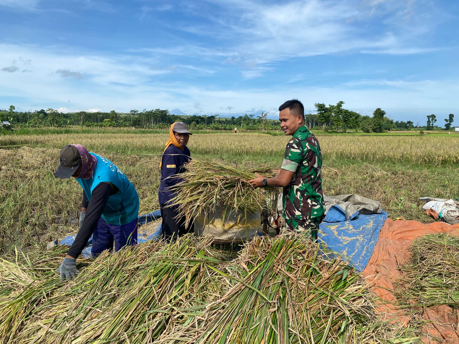 Dekat dengan Rakyat, Babinsa Banyuanyar Dampingi Petani Panen Padi di Liprak Wetan