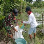 Beri Motivasi Serta Dukungan, Babinsa Koramil Mapurujaya Bantu Salah Satu Petani Binaan Panen Tomat