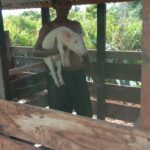 Prabowo Dorong Ekonomi Rakyat Papua Barat Daya Lewat Bantuan Ternak Berbasis Adat