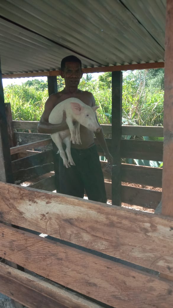 Prabowo Dorong Ekonomi Rakyat Papua Barat Daya Lewat Bantuan Ternak Berbasis Adat