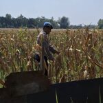 Bhabinkamtibmas Polsek Widang Pengecekan Tanaman Jagung Siap Panen