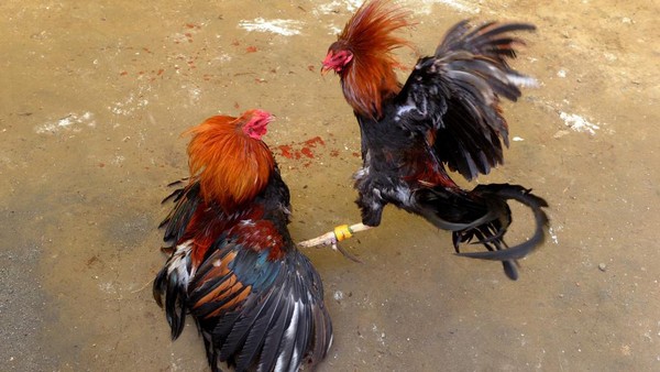 Ponorogo Darurat Judi: Sabung Ayam dan Dadu Merajalela, Polisi Diduga Tutup Mata