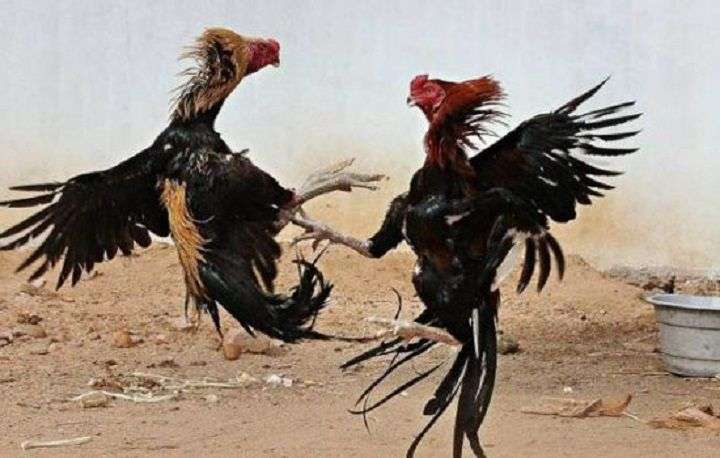 Dawuhan Lor Jadi Sarang Judi Sabung Ayam, Bandar Sulis Diduga Dilindungi, Hukum di Lumajang Lumpuh Total