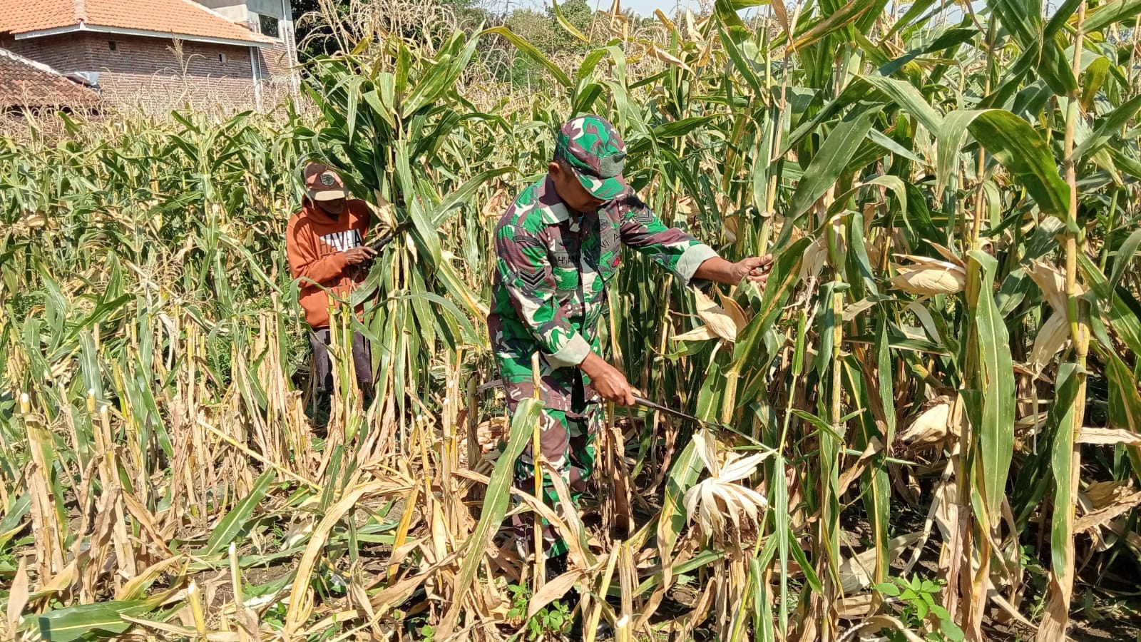 Wujud Nyata Kepedulian TNI, Babinsa Banyuanyar Turun ke Sawah Bantu Pemangkasan Lahan