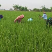 Bukti Kemanunggalan TNI-Rakyat: Babinsa Pajarakan Kawal Pengolahan Hingga Panen Padi