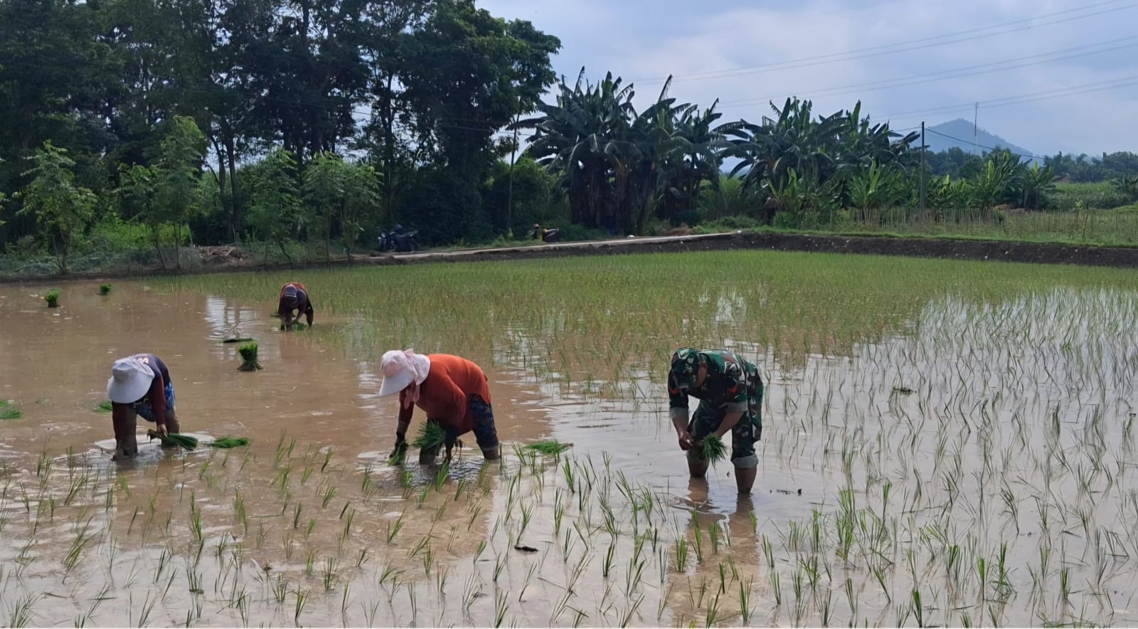 TNI AD Perkuat Ketahanan Pangan Lokal Lewat Pendampingan Petani di Probolinggo