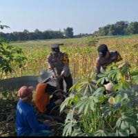Ketahanan Pangan, Bhabinkamtibmas Polsek Widang Rutin Kunjungan ke Petani Jagung