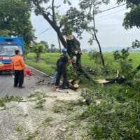 Polsek Widang Bersama BPBD Evakuasi Pohon Tumbang di Jalur Poros Surabaya Semarang