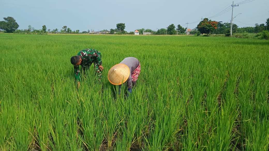 IMG-20260103-WA0036 Sinergi TNI dan Petani di Probolinggo, Perawatan Padi Dikawal Babinsa