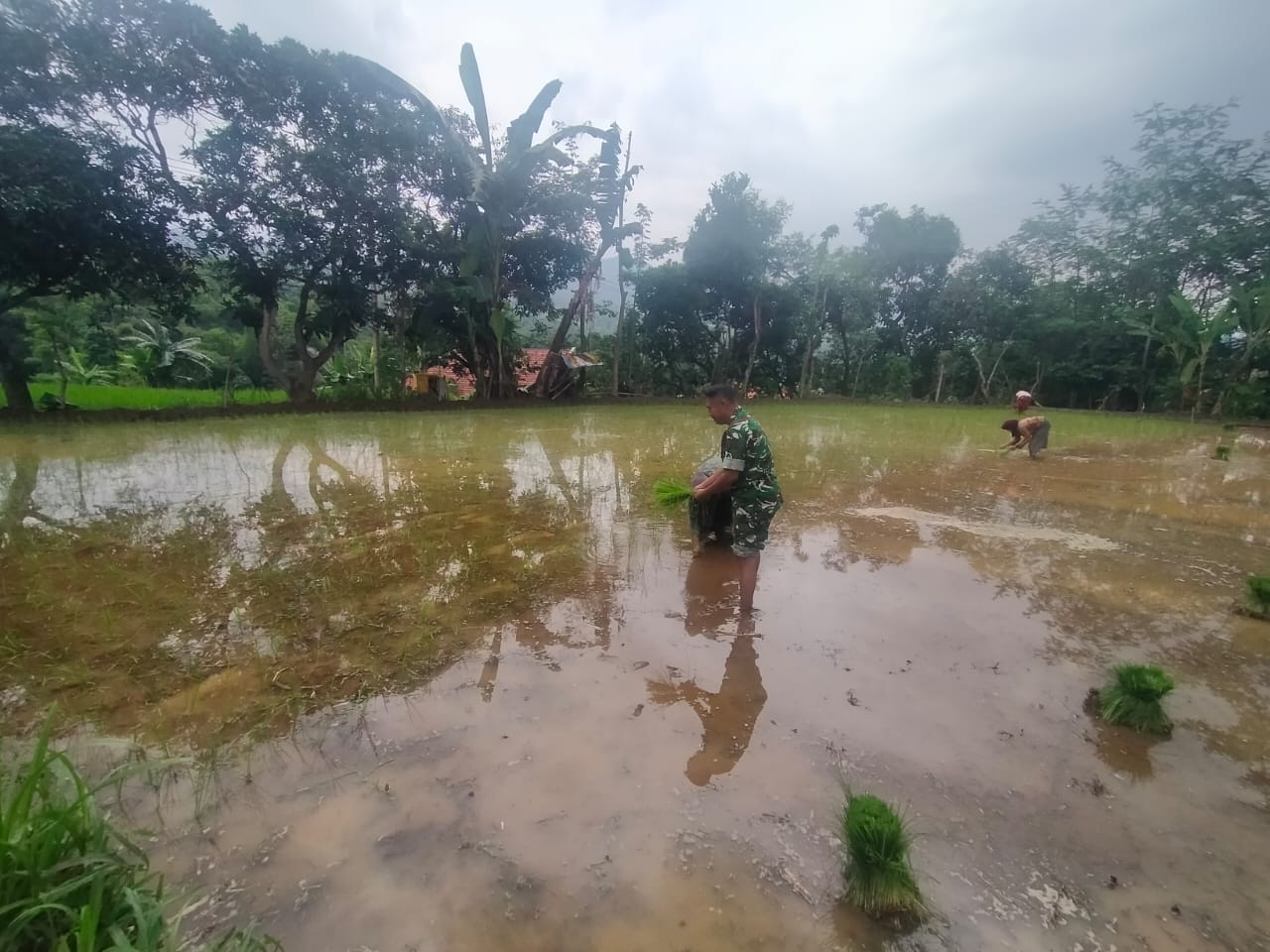 BABINSA KODIM 0820/PROBOLINGGO BANTU PETANI TANAM PADI DI WILAYAH KURIPAN
