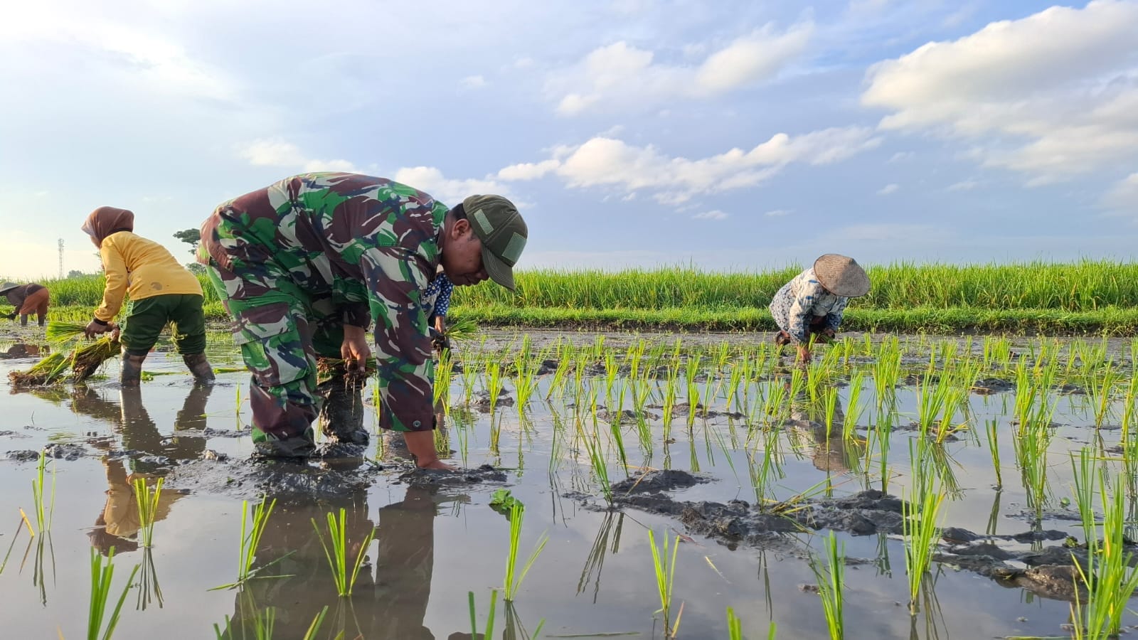 Kodim 0820/Probolinggo Dukung Swasembada Pangan Nasional Melalui Pendampingan Petani Padi di Desa Wangkal