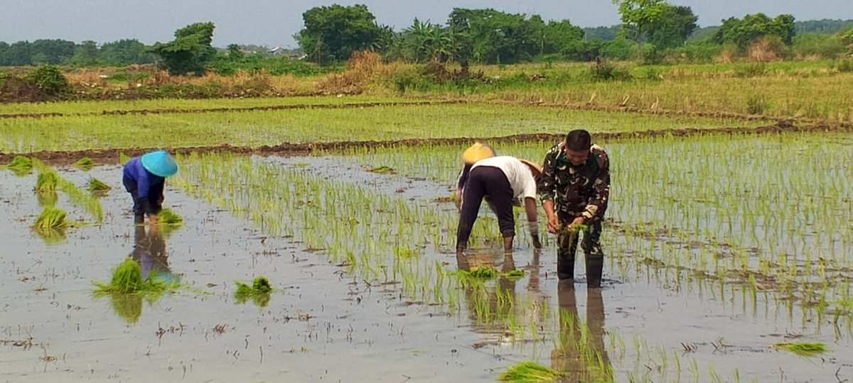 Babinsa Kodim 0820/Probolinggo Aktif Dampingi Petani, Dukung Gerakan Swasembada Pangan Nasional