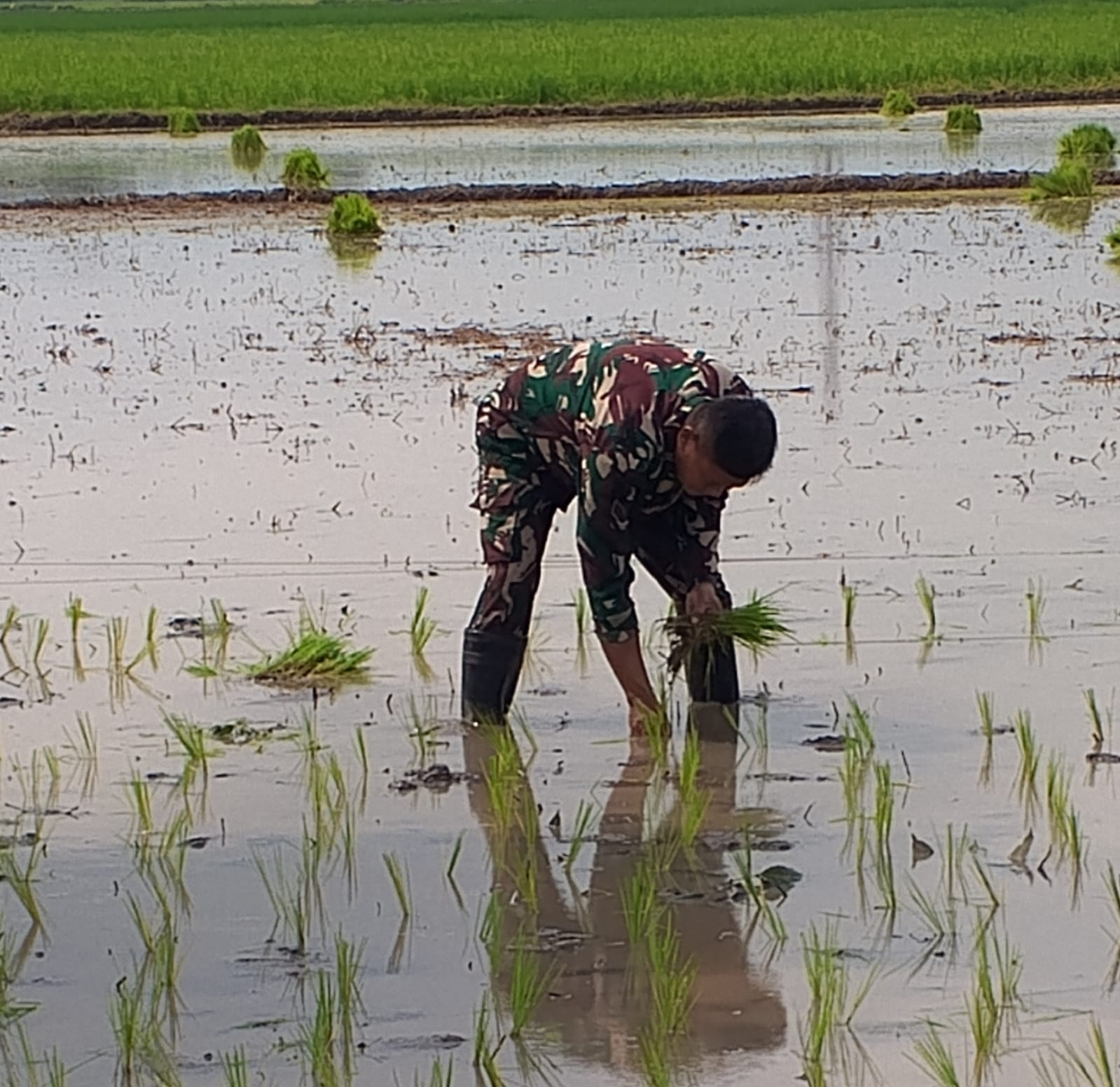 Kodim 0820/Probolinggo Perkuat Sektor Pertanian Melalui Pendampingan Tanam Padi