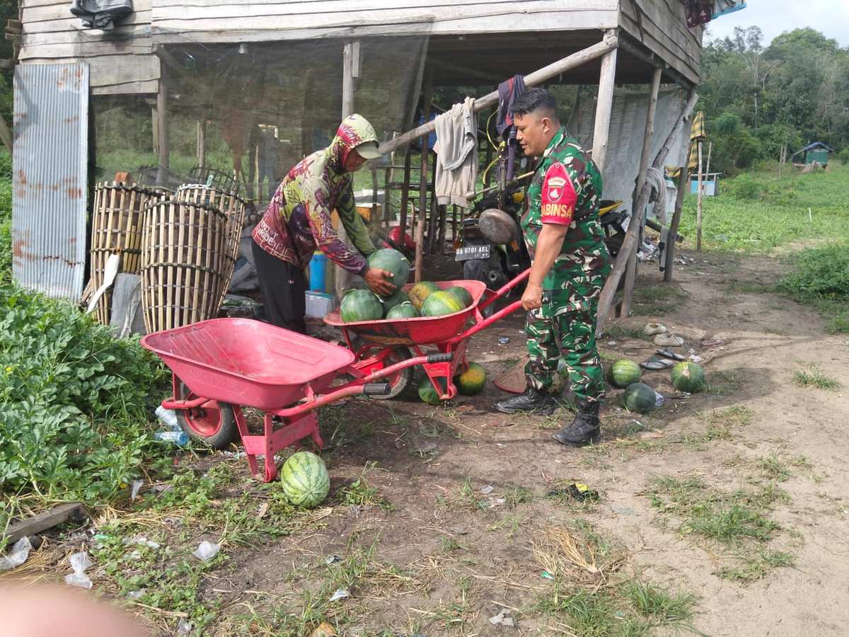 Pendampingan Babinsa Berbuah Manis, Petani Semangka Desa Pasar Panas Raup Hasil Memuaskan