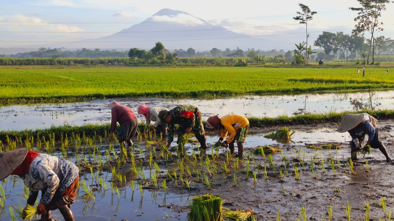 Babinsa Koramil 0820-23/Gading Dampingi Petani Padi di Desa Betektaman