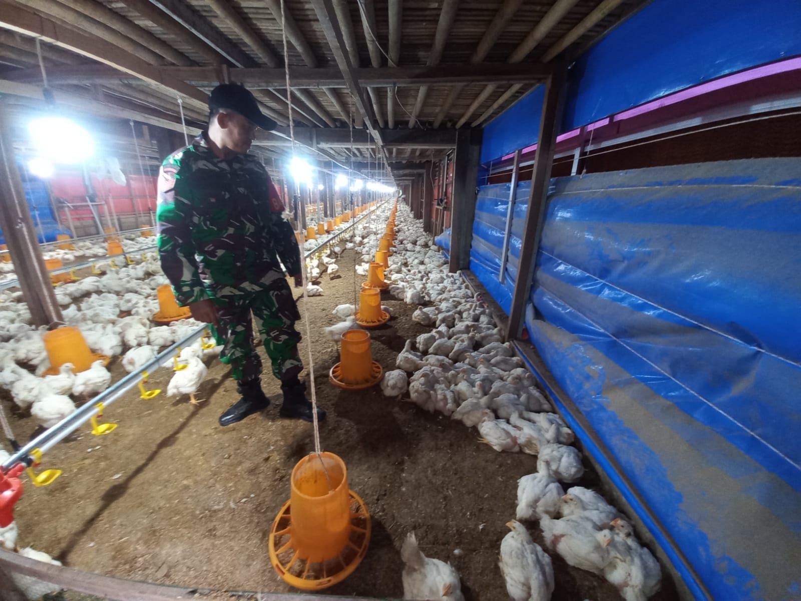 Dekat dengan Warga, Babinsa Sambangi Peternak Ayam Potong di Muara Rintis