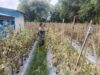Babinsa Sertu Supono Turun ke Kebun, Bantu Warga Panen Tomat