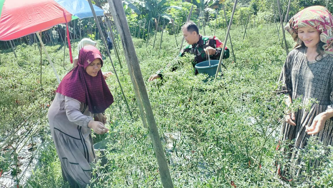 Babinsa Hadir di Tengah Petani, Panen Cabe Jadi Bukti Kemanunggalan TNI–Rakyat