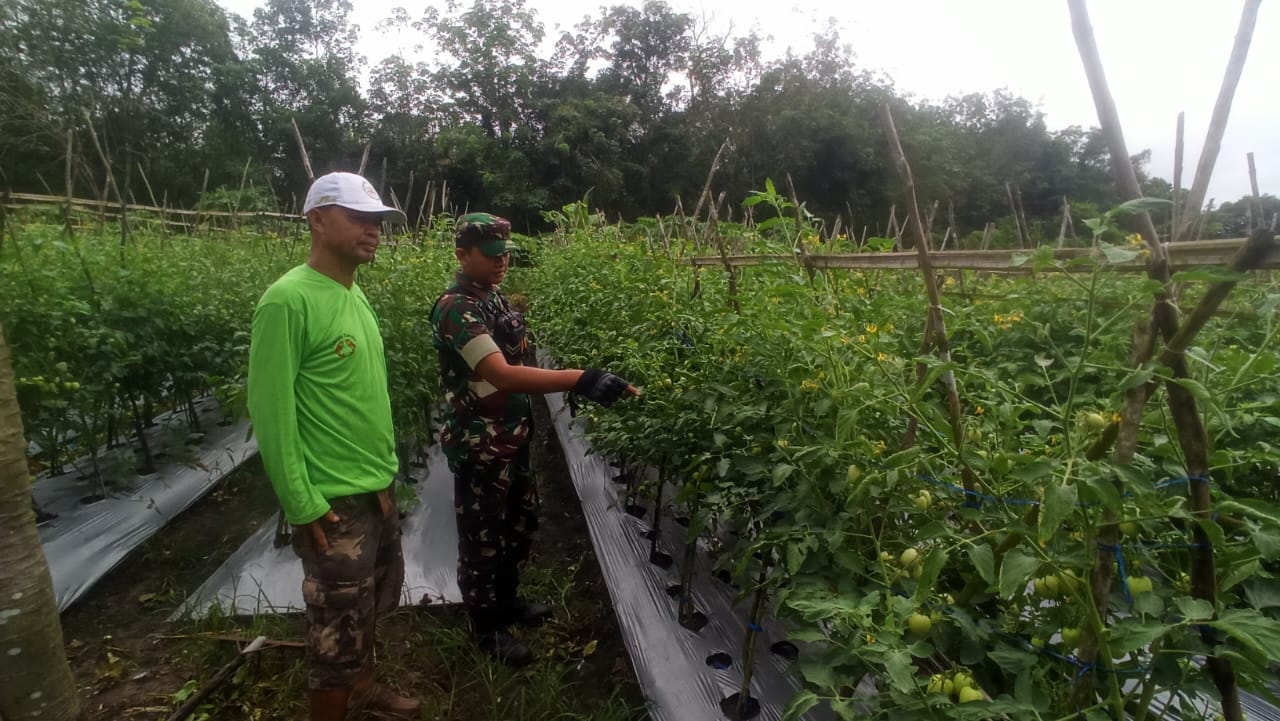 Babinsa Koramil 1008-06/Banua Lawas–Pugaan Dampingi Petani Tomat dan Cabai di Desa Pampanan