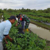 Babinsa Hadir di Tengah Petani, Bantu Rawat Kebun Sayur Desa Tabu Darat