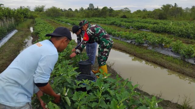 Babinsa Hadir di Tengah Petani, Bantu Rawat Kebun Sayur Desa Tabu Darat