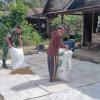 Wujud Kemanunggalan TNI-Rakyat, Babinsa BAS Bantu Petani Jemur Padi