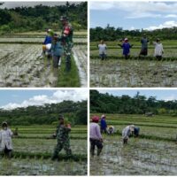 IMG-20260224-WA0055 Dukung Ketahanan Pangan, Babinsa Kodim 1505/Tidore Dampingi Petani Tanam Padi
